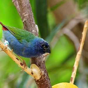 Tricolored Parrotfinch