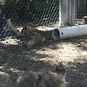 Lion Cubs at Denver Zoo