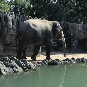 Asian Elephant Bull at Denver Zoo