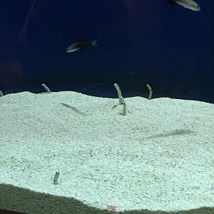 Spotted Garden Eel