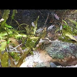 Drapefin Barb - Oreichthys crenuchoides