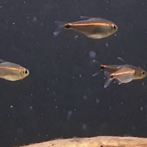 Hemigrammus rubrostriatus