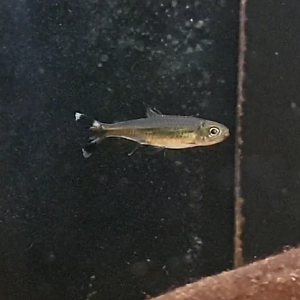 Moenkhausia dichroura