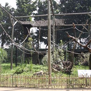 Black-casqued hornbill aviary