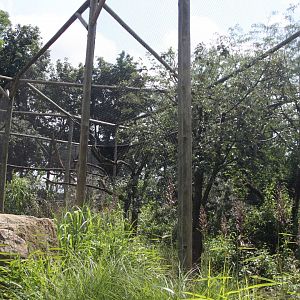 Crowned eagle aviary