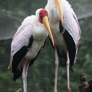 Yellow-billed stork (Mycteria ibis)