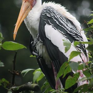 Painted stork (Mycteria leucocephala)