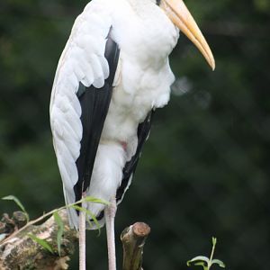 Milky stork (Mycteria cinerea)