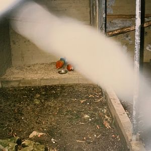 Scarlet Macaws (1996)