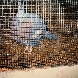 Victoria Crowned Pigeon (1996)