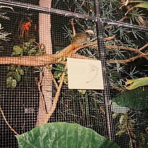 Emperor Tamarin (1996)