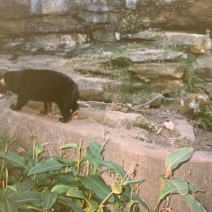 Sun Bear (1996)