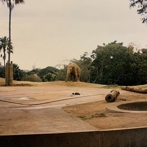 Asian Elephant (1996)
