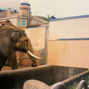 Asian Elephant (1996)
