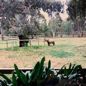Baby Black Rhino (1990's)
