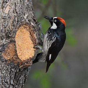 acorn woodpecker