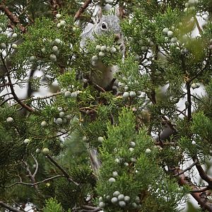 Arizona gray squirrel