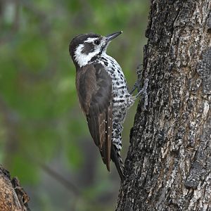 Arizona woodpecker