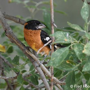 black headed grosbeak