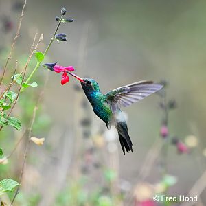 broad billed hummingbird