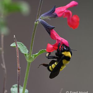 carpenter bee