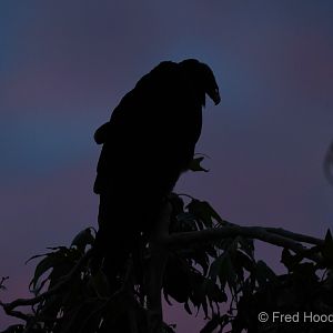turkey vulture at dusk