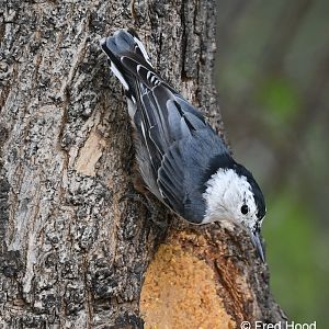 white breasted nuthatch