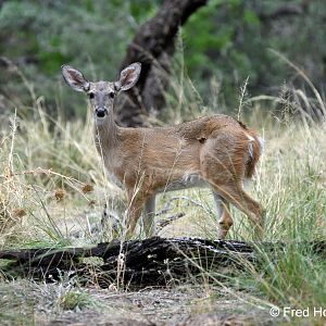 Coues white tailed deer
