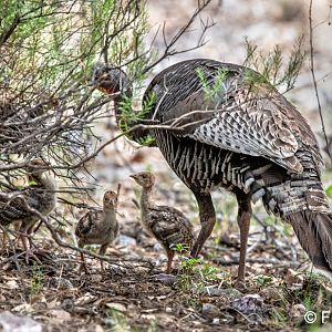 Goulds turkey with babies