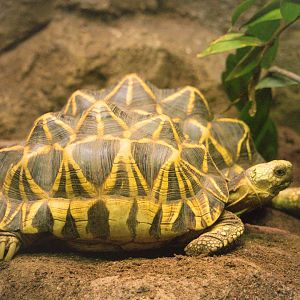 Geochelone platynota / Burmese Star Tortoise