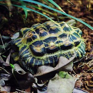 Pyxis planicauda / Flat-Backed Spider Tortoise