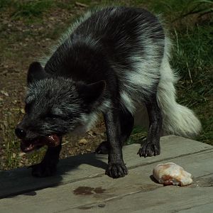 Arctic Fox - Axe Valley