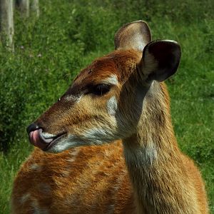 Sitatunga - Axe Valley