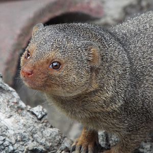 Dwarf Mongoose - Axe Valley