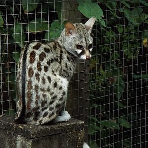 Common Genet - Axe Valley