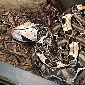 Gaboon Viper