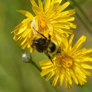 Bombus occidentalis