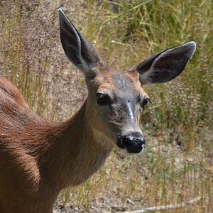 Odocoileus hemionus columbianus