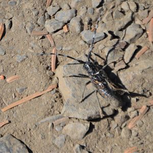 Unknown Olympic National Park Insect 3