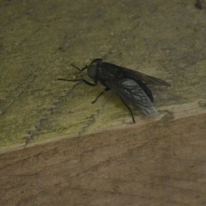 Unknown Olympic National Park Insect 1