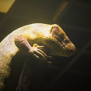 "Scheming" Corucia zebrata / Solomon Islands Giant Skink