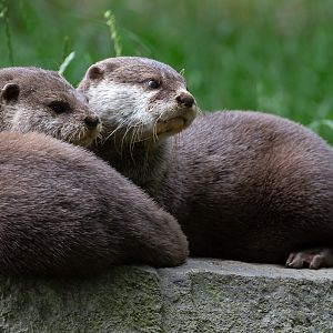 Asian small-clawed otter : Hamerton : 28 Jun 2020