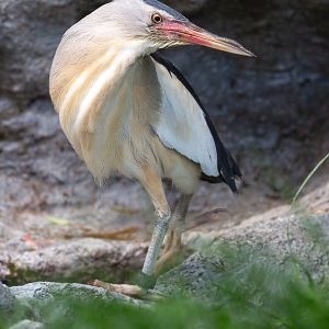 Little bittern : Hamerton : 28 Jun 2020