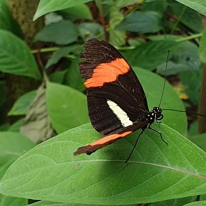 Common postman - Heliconius melpomene