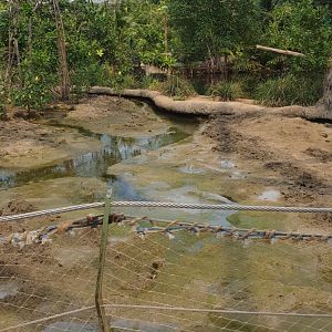 Mud-area in the Mangrove-hall