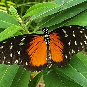 Tiger longwing - Heliconius hecale