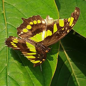 Malachite - Siproeta stelenes