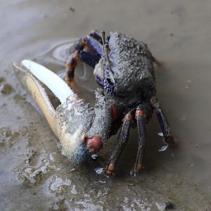 Fiddler crab - male