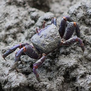 Fiddler crab - female