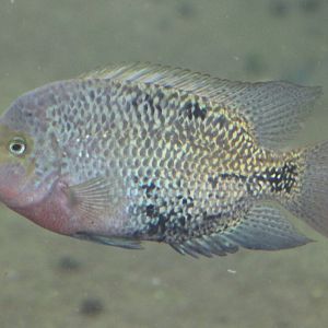Quetzal cichlid - Paraneetroplus synsiplus